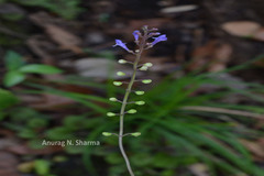Scutellaria violacea